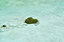 Anegada Aerial Photo
Mangrove island.