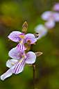 Anegada orchid