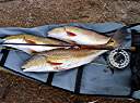 The day's catch of three redfish: 21, 23, and 26 inches. All three fish were caught on the same fly - the  redfish special spoon fly that I tied.