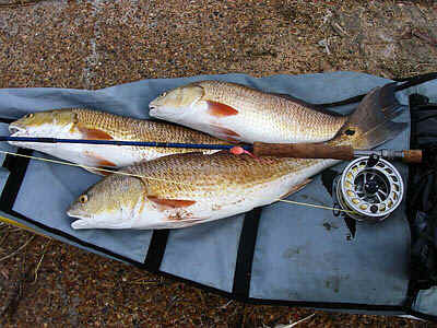 A limit catch of redfish