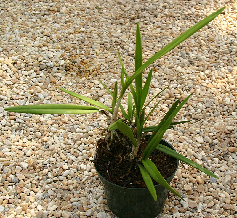 Anegada orchid, in orchid bark with sphagnum peat moss.