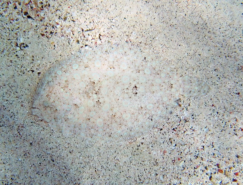 A flounder on the bottom at the Sandy Spit