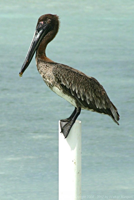 Pelican gripping a PVC pipe at the Anegada Reef Hotel.