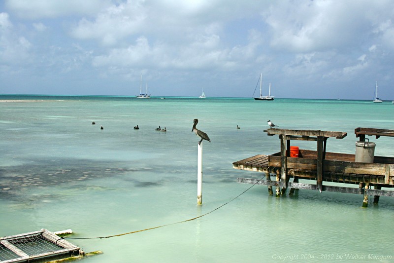 Pelican gripping a PVC pipe at the Anegada Reef Hotel.