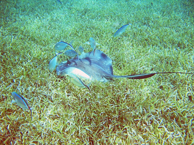 Snorkeling in Manchioneel Bay - a nice stingray.