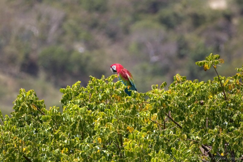 "Barnacle Bill", the free-flying Macaw that chooses to live with Cele. Bill is sitting atop a turpentine tree.