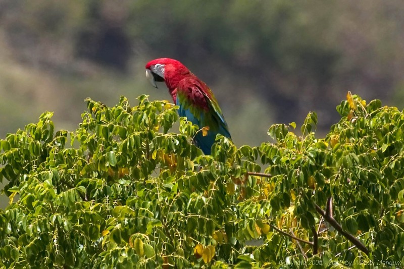 "Barnacle Bill", the free-flying Macaw that chooses to live with Cele. Bill is sitting atop a turpentine tree.