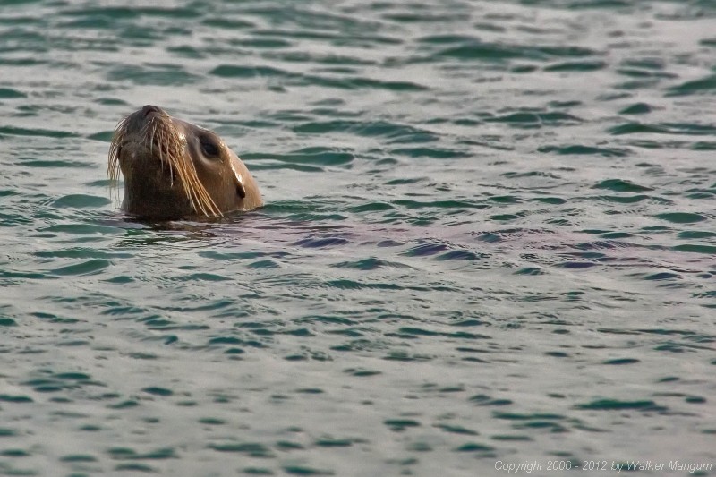 The sea lion waiting for his hind.