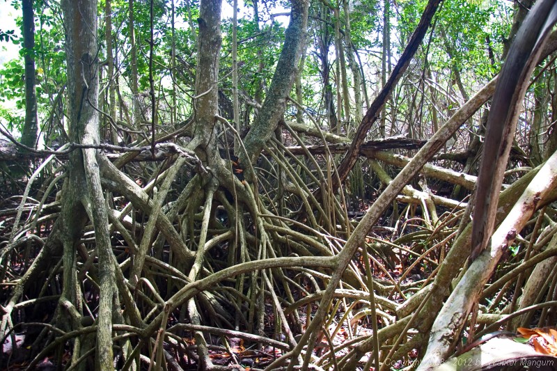 Mangroves in ghut at Brewer's Bay.