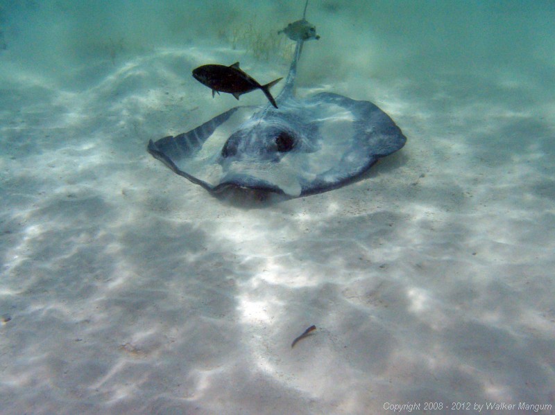 Sting ray in front of Hidden Treasure.