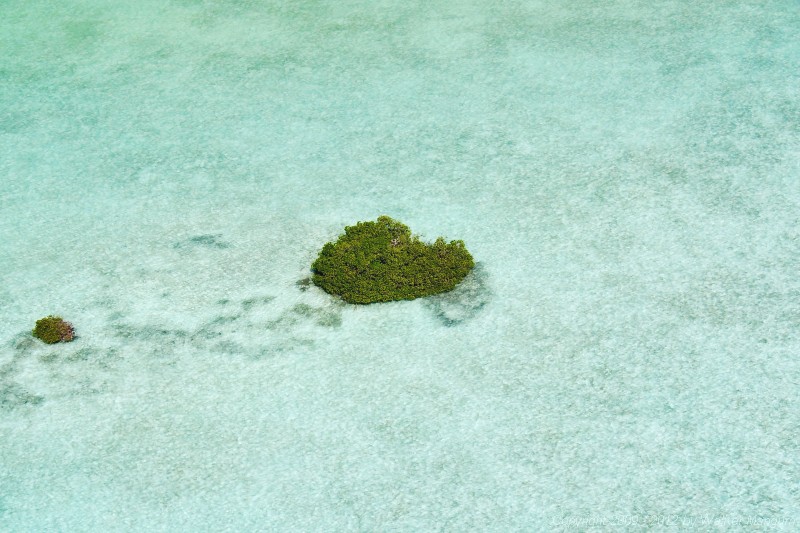 Anegada Aerial Photo
Mangrove island.
