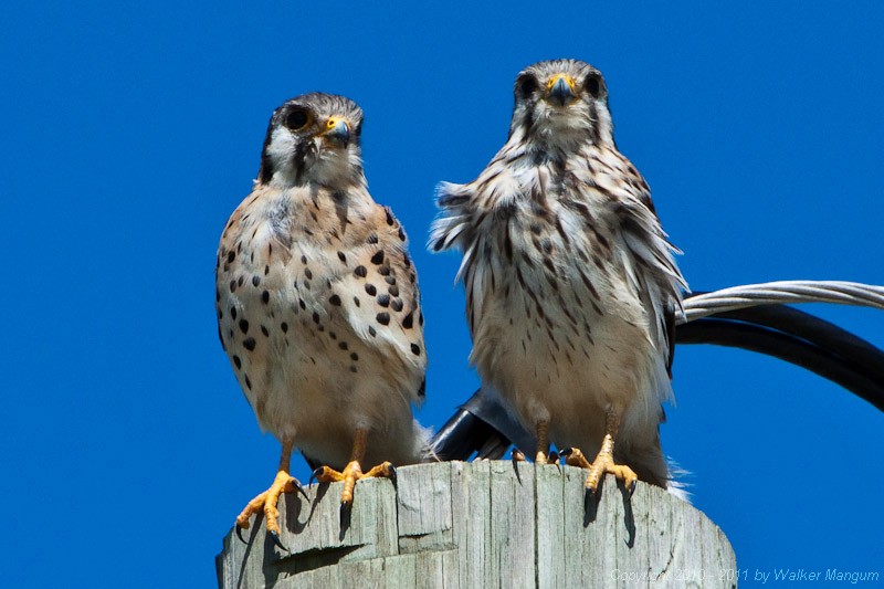 Our resident pair of kestrels. Male on left, female on right.