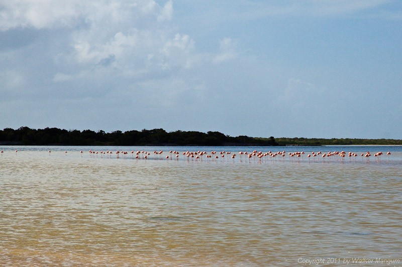 The Anegada flamingo flock. I count 132 birds in this photo.