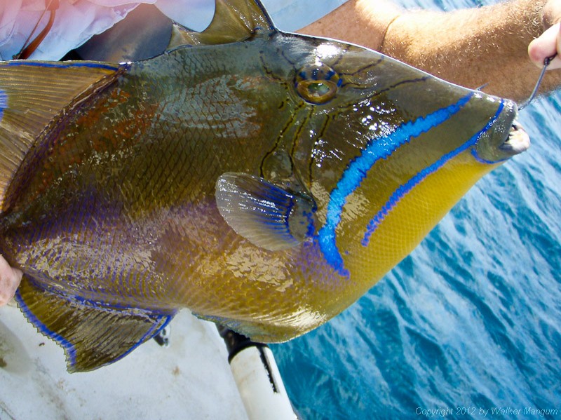 Olewife (triggerfish) on the outside reef