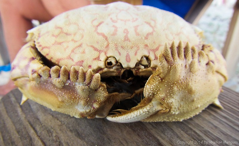 Strange crab - a "Shame-Faced Crab".