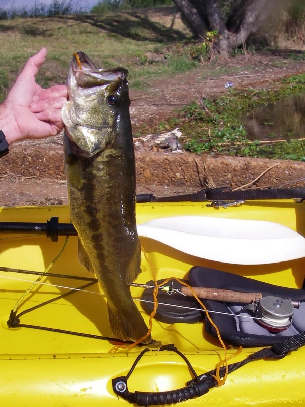 Largemouth bass - 20.5 inches - 5 lb. 4 oz.