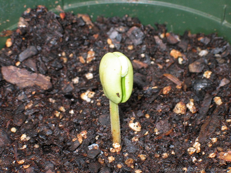 Tamarind seedling, 25 days after planting.