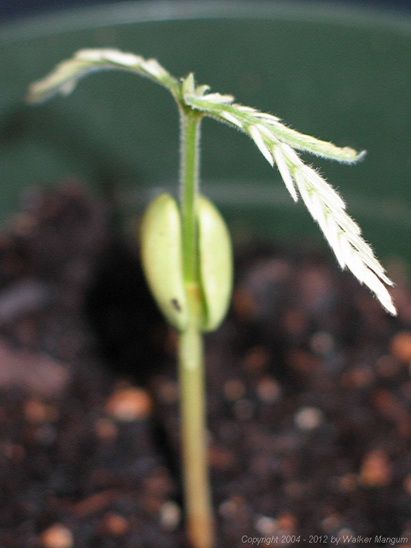 Tamarind seedling, 32 days after planting.