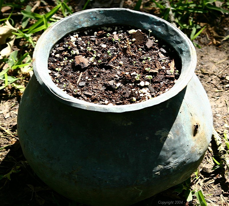 Copper pot with thyme, ten days after planting.