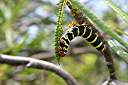 Sphinx moth caterpillar eating frangipani