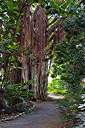 J. R. O'Neal Botanical Garden
Banyan Tree