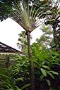 J. R. O'Neal Botanical Garden
Traveler's Palm