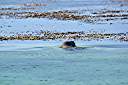 We were fishing on Anegada when we spotted something strange - a sea lion. This is the first sea lion ever seen in the BVI.