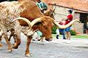 Fort Worth Stockyards cattle drive