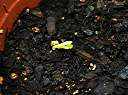 Patience, patience....  Three months after planting, a sprout finally appears.