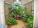 Plants inside! Plumeria at rear, passion fruit along right side.
Automatic drip watering system feeders to each plant.