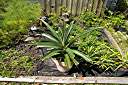 Four other pineapple plants that we are growing.