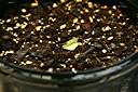 Poui seedling emerging, ten days after planting. Seeds given to us by our Anegada friend Shirley Vanessa Walters.