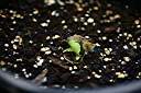 Poui seedling emerging, sixteen days after planting. Seeds given to us by our Anegada friend Shirley Vanessa Walters.