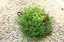Six months after planting - a beautiful pot of thyme.