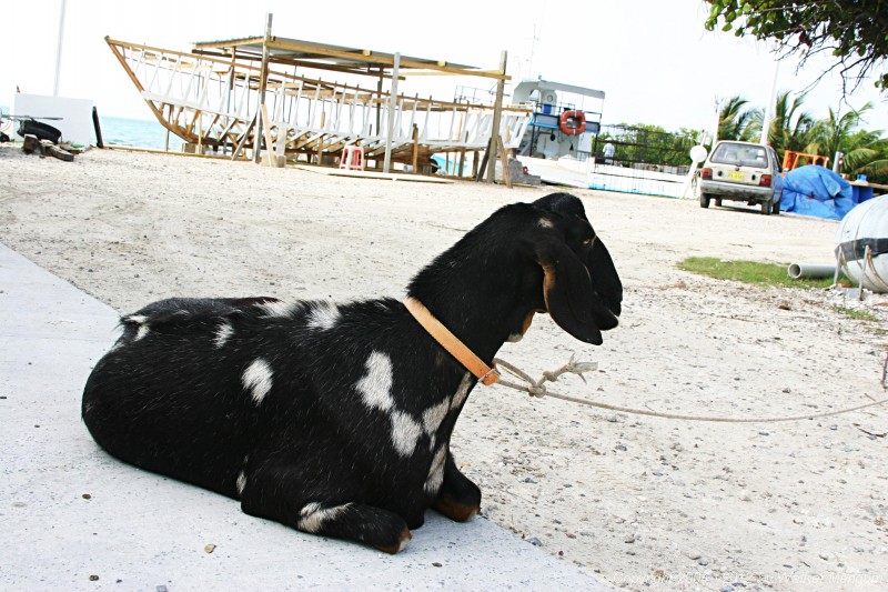 Charlie, Sue's nubian goat.