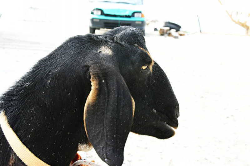 Charlie, Sue's nubian goat.