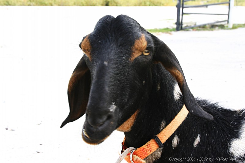 Charlie, Sue's nubian goat.