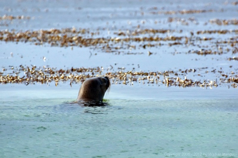 We were fishing on Anegada when we spotted something strange - a sea lion. This is the first sea lion ever seen in the BVI.