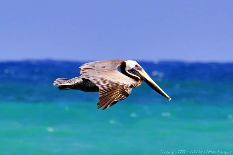 Pelican at Cow Wreck Beach.