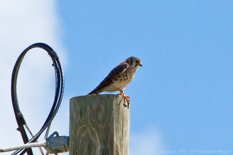 One of our resident kestrels. This is the male of the pair.