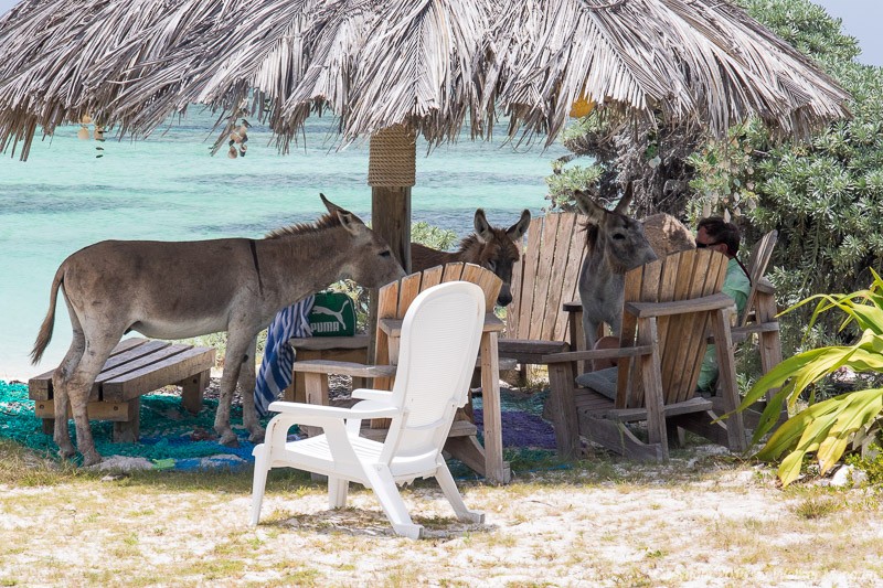 Asses under the palapa
