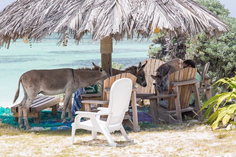 Asses under the palapa