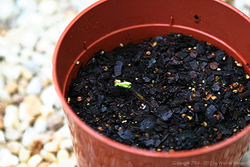 Patience, patience....  Three months after planting, a sprout finally appears.