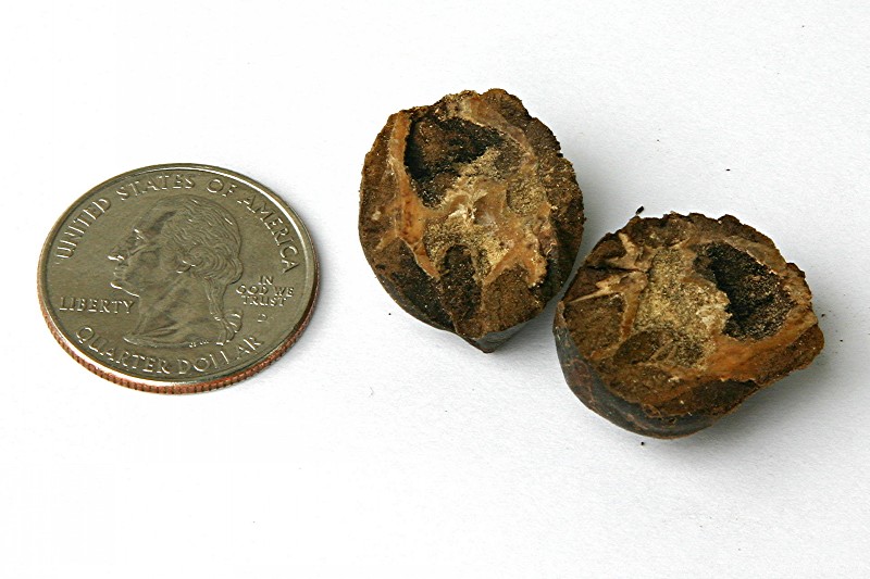 Geiger tree "nut" from the Puglieses' yard in Tortola.