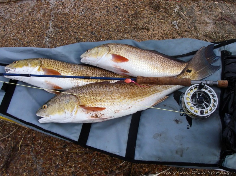 The day's catch of three redfish: 21, 23, and 26 inches. All three fish were caught on the same fly - the  redfish special spoon fly that I tied.